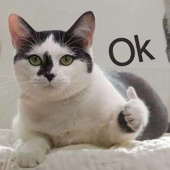 Meme mèo like được nhiều người yêu thích