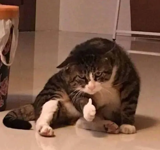 Meme mèo like ấn tượng 