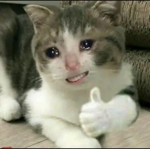 Meme mèo like mặt người hài hước
