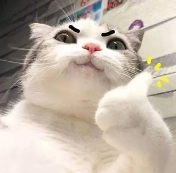 Meme like mèo gút chóp