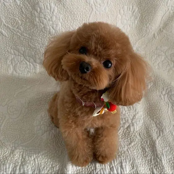 Avatar chó cute với biểu cảm đáng yêu, phù hợp cho mọi profile.