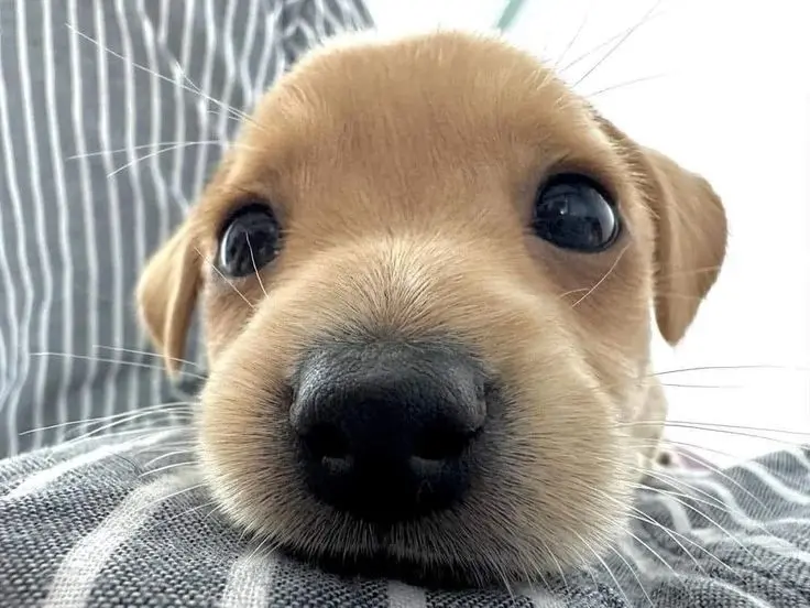 Hình ảnh chó cute, tạo điểm nhấn ngọt ngào cho hình đại diện.