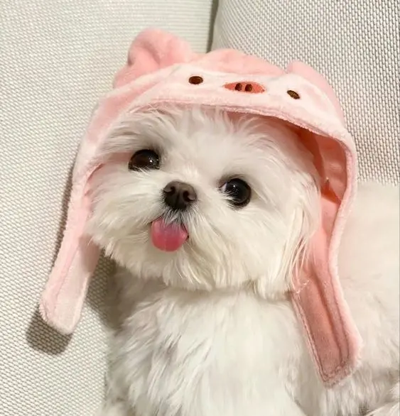 Hình ảnh chú chó cute trong tư thế ngủ ngoan, đáng yêu hết mức.