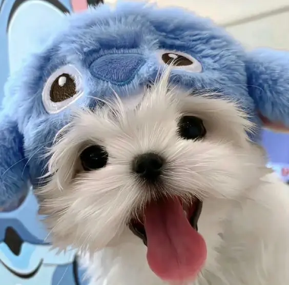 Hình chó cute trong trang phục siêu ngộ nghĩnh.