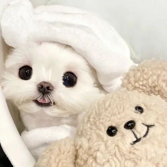 Hình ảnh chú chó nhỏ cute, phù hợp cho fan yêu thú cưng.