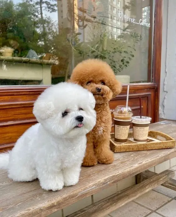 Avatar chó cute và hài hước, mang lại niềm vui cho người xem.