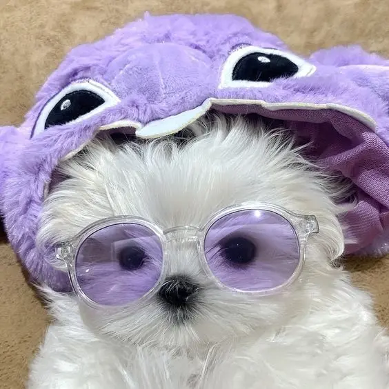 Avatar chó cute trong tư thế nhí nhảnh, lan tỏa năng lượng tích cực.