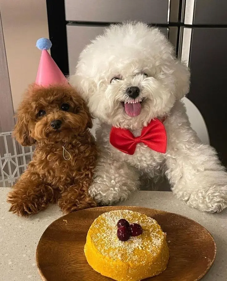 Hình ảnh chú chó cute với nụ cười dễ thương.