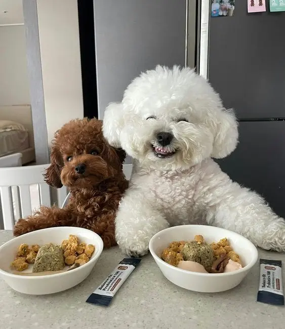 Hình chó cute với đôi mắt to tròn, biểu cảm siêu đáng yêu.