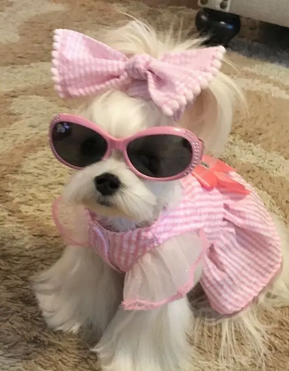Hình ảnh chó cute ngọt ngào, khiến mọi người muốn cưng nựng.