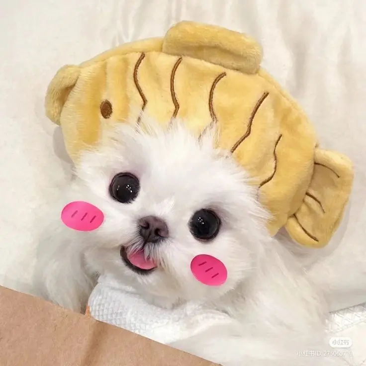 Hình ảnh chú chó dễ thương trong chiếc áo len ấm áp.