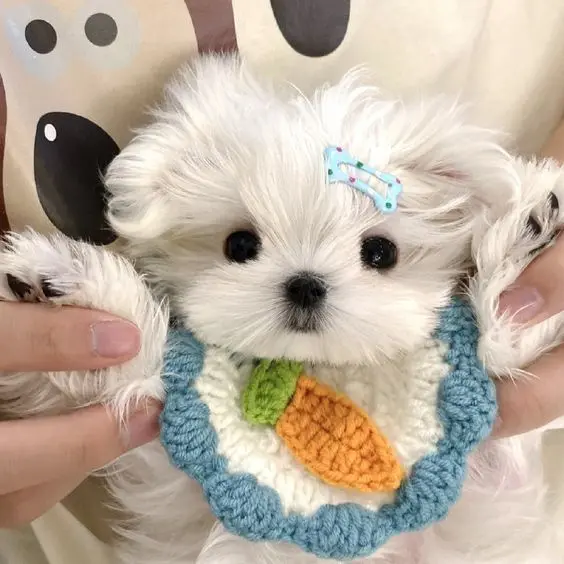 Avatar chó cute với bộ lông trắng tinh, đáng yêu vô đối.