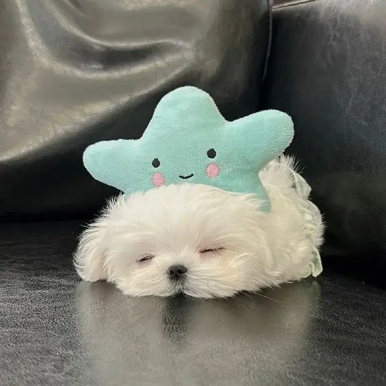 Hình ảnh chú chó dễ thương nằm nghỉ ngơi, tạo cảm giác thư thái.