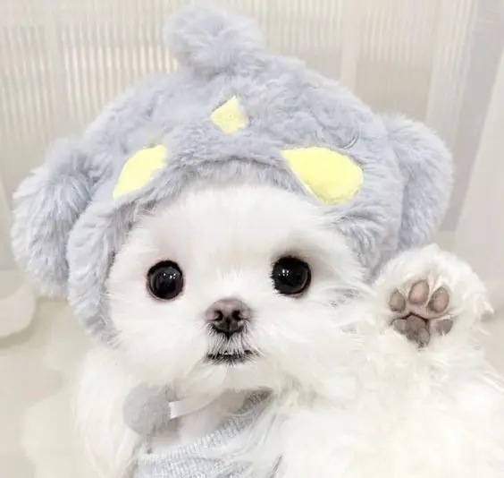 Hình chó cute với đôi tai dựng đứng, tràn đầy năng lượng.