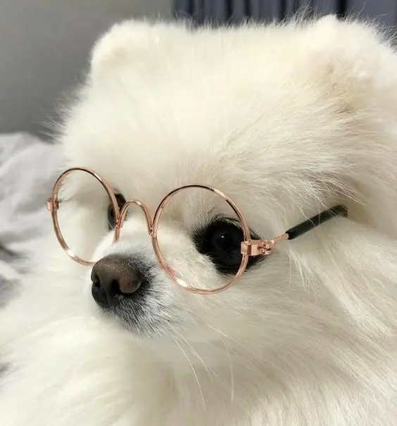 Hình chó cute cực đáng yêu, lý tưởng để làm avatar.