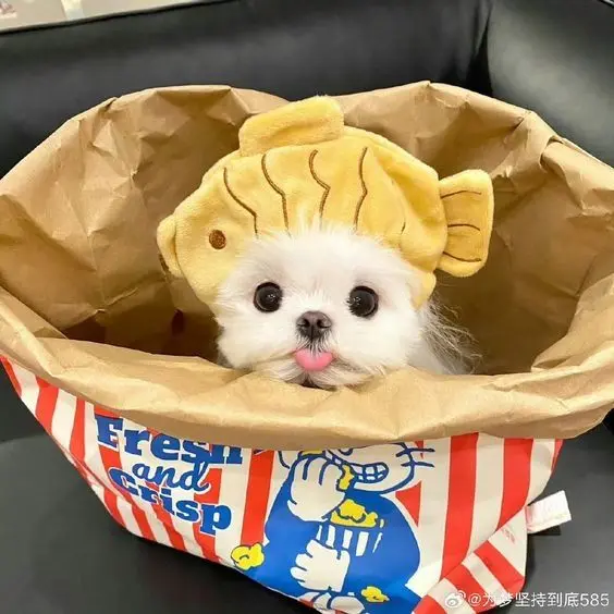 Avatar chó dễ thương với đôi mắt to tròn, khiến ai cũng muốn ngắm mãi.