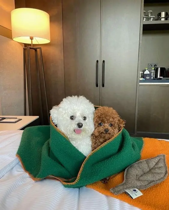 Hình ảnh chó cute trong khu vườn hoa, đáng yêu vô ngần.