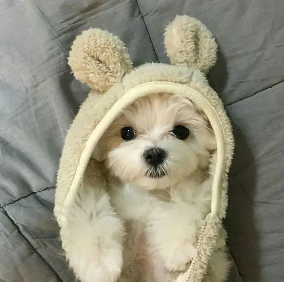 Avatar chó đáng yêu, giúp bạn thu hút sự chú ý trên mạng xã hội.