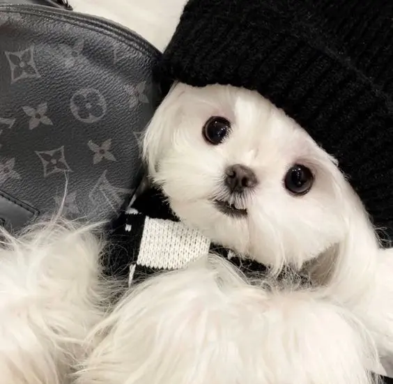 Hình ảnh chú chó cute nhí nhảnh, mang lại tiếng cười.