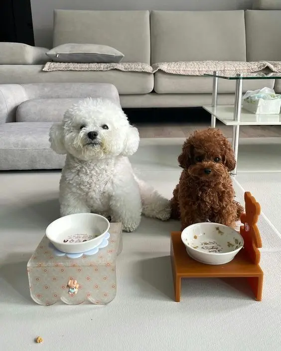 Hình chó cute trong chiếc nơ xinh xắn, nổi bật và đáng yêu.