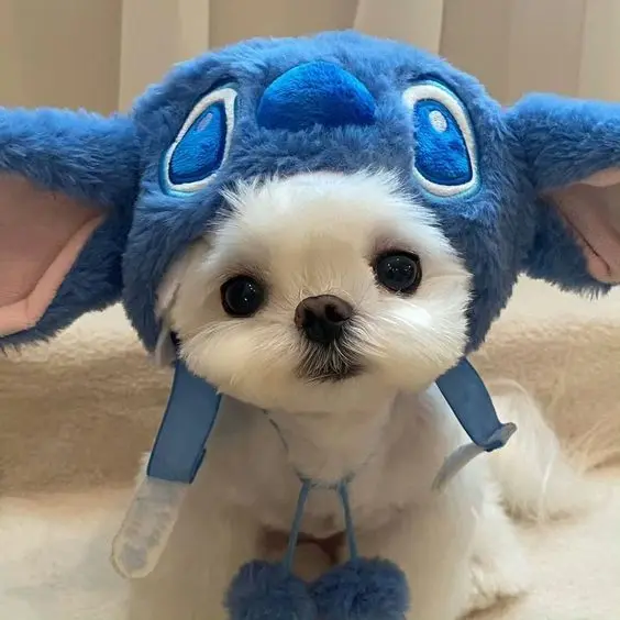 Avatar chó dễ thương, truyền tải sự tươi sáng và vui vẻ.