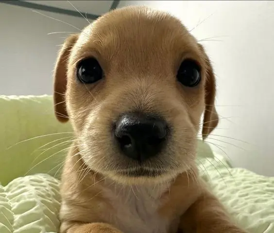 Hình ảnh chú chó cute trong bộ quần áo hoạt hình.