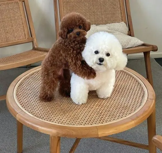 Avatar chó dễ thương, phong cách mới lạ cho người yêu thú cưng.