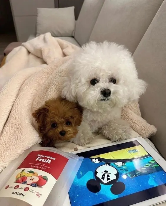 Hình ảnh chú chó cute trong tư thế chạy nhảy vui vẻ.