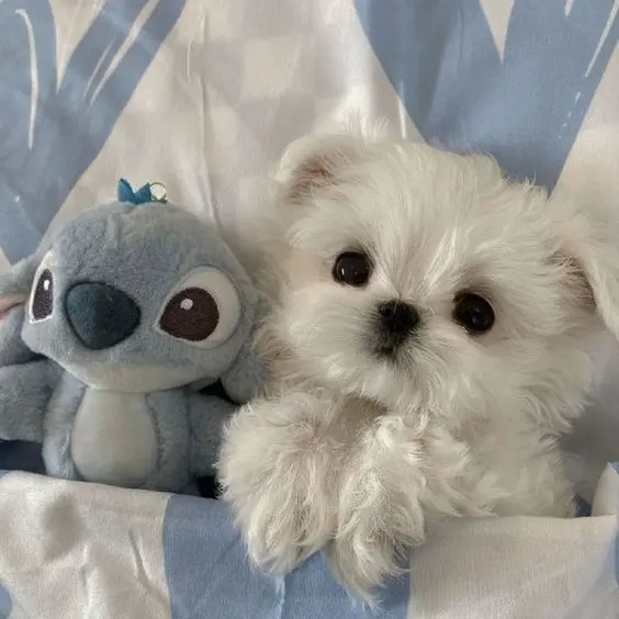 Hình ảnh chó cute nằm trên cỏ, thư thái và dễ thương.