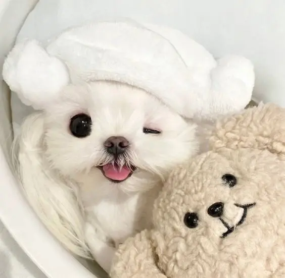 Hình chó cute trong bộ trang phục lễ hội, cực đáng yêu.