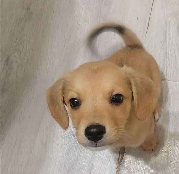 Hình ảnh chó cute với nụ cười hồn nhiên, lan tỏa niềm vui.