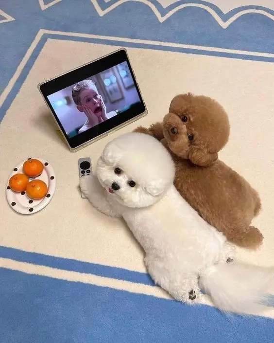 Hình ảnh chó cute, tạo cảm giác vui vẻ và gần gũi.