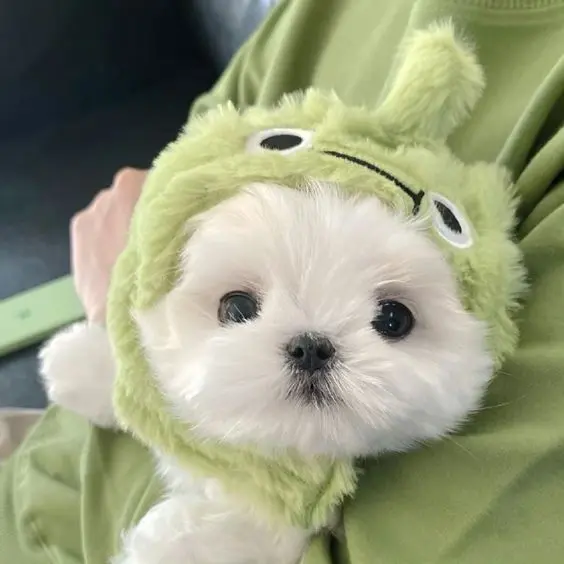 Hình ảnh chó cute nhỏ nhắn, lý tưởng để làm hình đại diện.