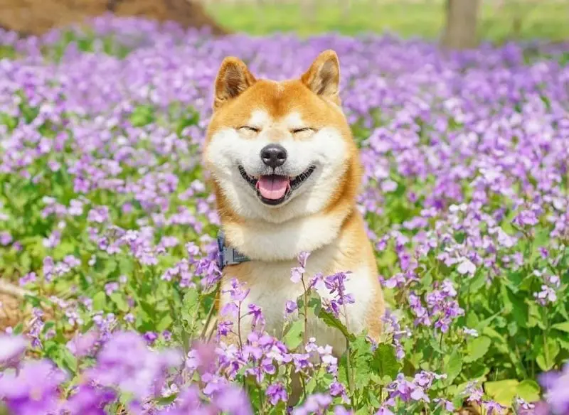 Cheems meme biểu tượng hài hước của giới trẻ