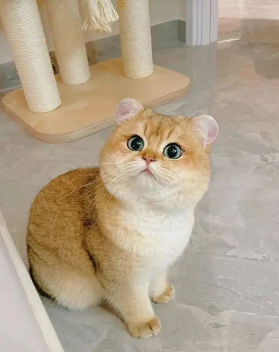 Ảnh avatar cute anime, hoàn hảo để thể hiện tình yêu với hoạt hình. Ảnh avatar cute anime, hoàn hảo để thể hiện tình yêu với hoạt hình.