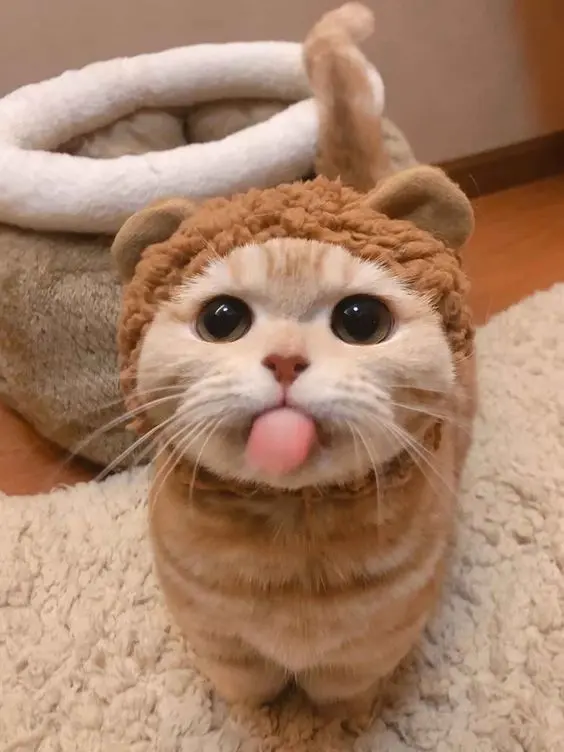 Avatar cute anime, mang phong cách trẻ trung và hiện đại. Avatar cute anime, mang phong cách trẻ trung và hiện đại.