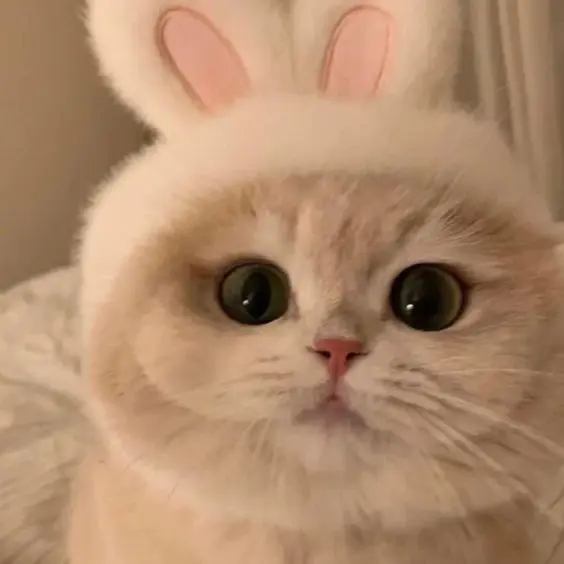Avatar anime cute, thiết kế ngọt ngào và đáng yêu. Avatar anime cute, thiết kế ngọt ngào và đáng yêu.