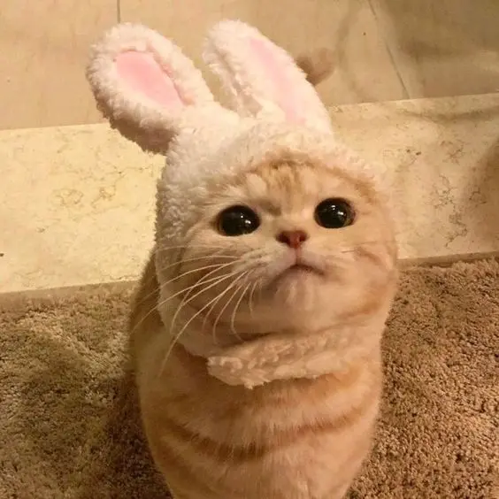 Avatar cute anime, sự kết hợp hoàn hảo giữa nghệ thuật và dễ thương. Avatar cute anime, sự kết hợp hoàn hảo giữa nghệ thuật và dễ thương.