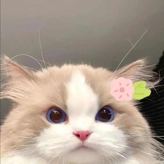 Avatar cute anime, tạo nên phong cách độc đáo cho profile của bạn. Avatar cute anime, tạo nên phong cách độc đáo cho profile của bạn.