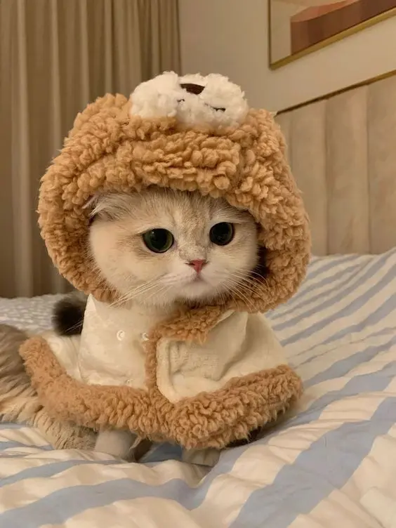 Bộ sưu tập ảnh avatar cute anime, lý tưởng cho fan anime. Bộ sưu tập ảnh avatar cute anime, lý tưởng cho fan anime.