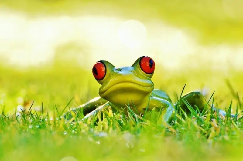 Làm sáng bừng trang cá nhân với avatar ếch cute siêu ngầu Làm sáng bừng trang cá nhân với avatar ếch cute siêu ngầu