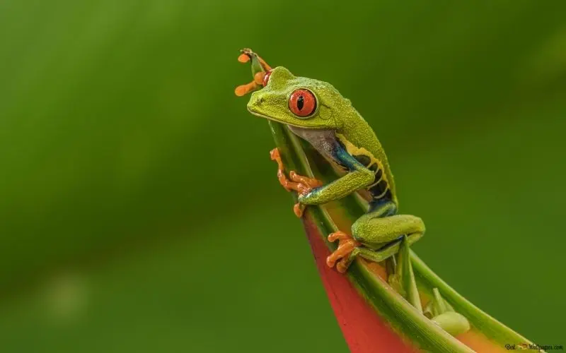 Độc lạ hơn với avatar ếch cute cực kỳ đáng yêu Độc lạ hơn với avatar ếch cute cực kỳ đáng yêu