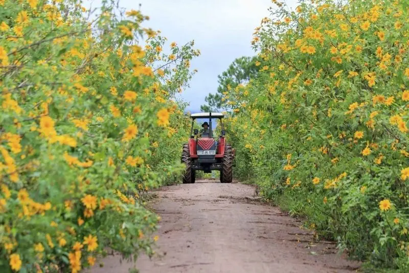Ngắm cánh đồng hoa dã quỳ mùa nở rộ, khung cảnh vàng óng tuyệt đẹp. Ngắm cánh đồng hoa dã quỳ mùa nở rộ, khung cảnh vàng óng tuyệt đẹp.