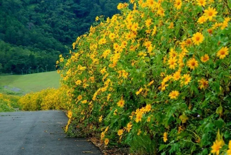 Phong cảnh dã quỳ vàng rực giữa cánh đồng, thiên nhiên tràn đầy sức sống. Phong cảnh dã quỳ vàng rực giữa cánh đồng, thiên nhiên tràn đầy sức sống.