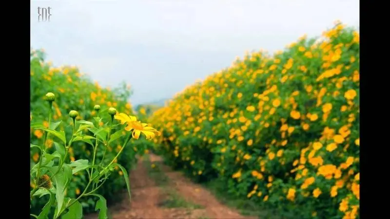 Hoa dã quỳ bên núi, tạo nên khung cảnh thiên nhiên nên thơ. Hoa dã quỳ bên núi, tạo nên khung cảnh thiên nhiên nên thơ.