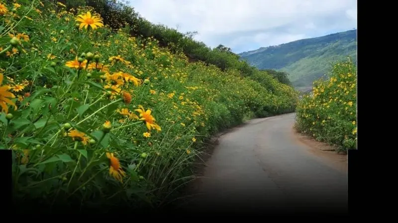 Khung cảnh hoa dã quỳ nở rộ bên núi, đẹp và tĩnh lặng. Khung cảnh hoa dã quỳ nở rộ bên núi, đẹp và tĩnh lặng.