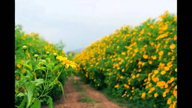 Phong cảnh hoa dã quỳ bên núi, sắc màu thiên nhiên ấn tượng. Phong cảnh hoa dã quỳ bên núi, sắc màu thiên nhiên ấn tượng.