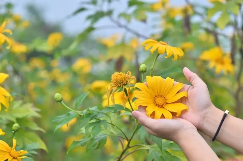 Ngắm hoa dã quỳ bên núi, phong cảnh tự nhiên và quyến rũ. Ngắm hoa dã quỳ bên núi, phong cảnh tự nhiên và quyến rũ.