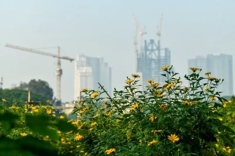 Buổi sáng sớm trên cánh đồng hoa dã quỳ, cảnh đẹp ngỡ ngàng. Buổi sáng sớm trên cánh đồng hoa dã quỳ, cảnh đẹp ngỡ ngàng.