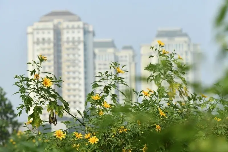 Cảnh sắc hoa dã quỳ buổi sáng, thiên nhiên đầy sức sống và yên bình. Cảnh sắc hoa dã quỳ buổi sáng, thiên nhiên đầy sức sống và yên bình.